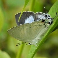 Tajuria cippus Fabricius, 1798